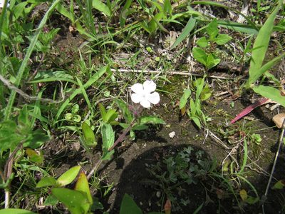Priva grandiflora, photographed by Oscar Alejandro Morales Juárez
