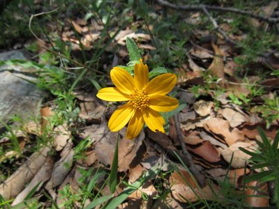 Lasianthaea aurea, photographed by Oscar Alejandro Morales Juárez