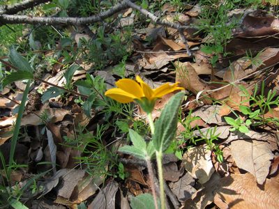 Lasianthaea aurea, photographed by Oscar Alejandro Morales Juárez