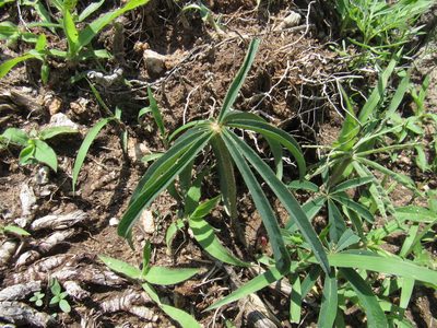 Lupinus montanus, photographed by Oscar Alejandro Morales Juárez