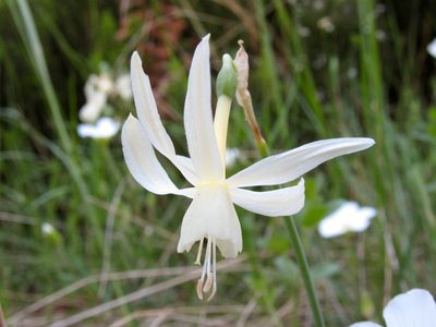Narcissus triandrus, photographed by Miguel Vieira