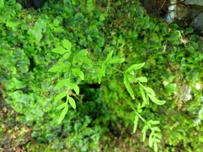 Cryptogramma stelleri, photographed by agbelliveau