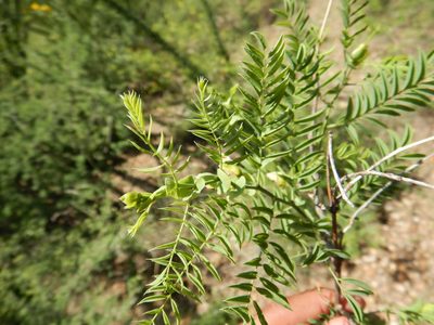 Brongniartia riesebergii, photographed by Jonathan Rodriguez