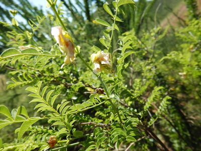 Brongniartia riesebergii, photographed by Jonathan Rodriguez