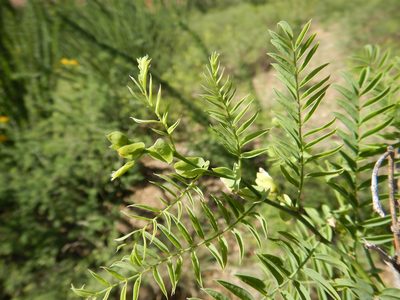 Brongniartia riesebergii, photographed by Jonathan Rodriguez