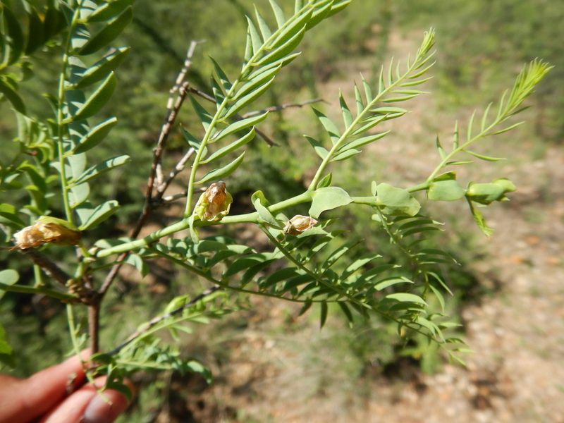 Brongniartia riesebergii, photographed by Jonathan Rodriguez