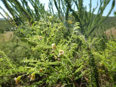Brongniartia riesebergii, photographed by Jonathan Rodriguez