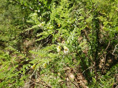 Brongniartia riesebergii, photographed by Jonathan Rodriguez