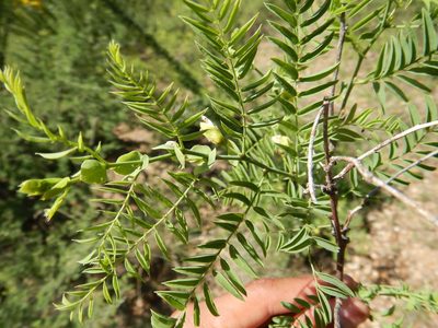 Brongniartia riesebergii, photographed by Jonathan Rodriguez