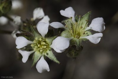 Potentilla sericoleuca, photographed by Ken-ichi Ueda
