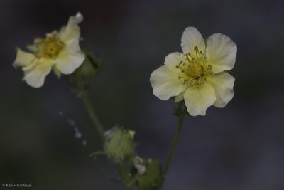 Drymocallis lactea, photographed by Ken-ichi Ueda