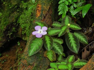 Episcia lilacina, photographed by Annika Lindqvist