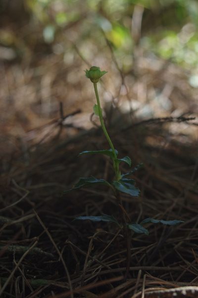 Chimaphila japonica, photographed by Cheng-Te Hsu