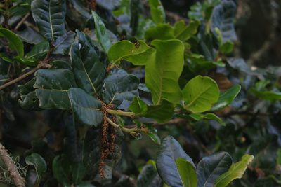 Quercus spinosa, photographed by Cheng-Te Hsu