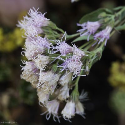 Ageratina occidentalis, photographed by Ken-ichi Ueda