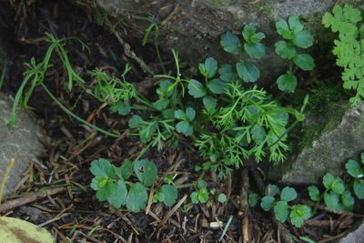 Chaerophyllum involucratum, photographed by Cheng-Te Hsu