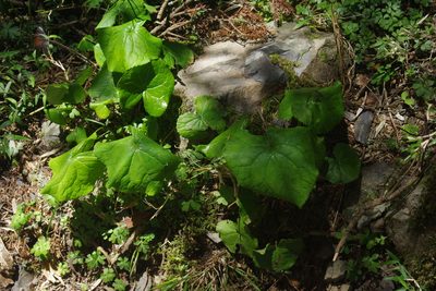 Ligularia kojimae, photographed by Cheng-Te Hsu