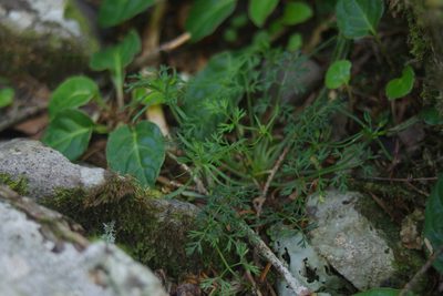 Chaerophyllum involucratum, photographed by Cheng-Te Hsu