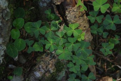Oxalis griffithii, photographed by Cheng-Te Hsu