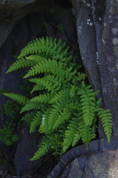 Woodsia polystichoides, photographed by Cheng-Te Hsu
