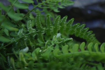 Woodsia polystichoides, photographed by Cheng-Te Hsu