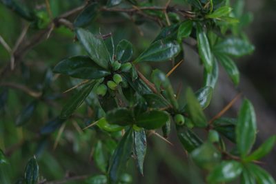 Berberis nantoensis, photographed by Cheng-Te Hsu