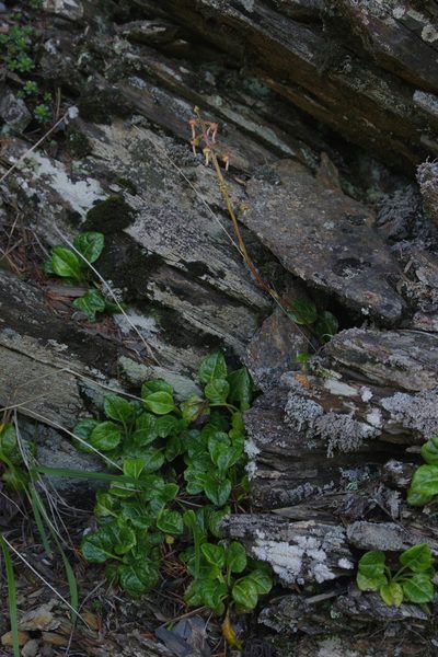 Pyrola morrisonensis, photographed by Cheng-Te Hsu