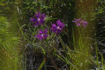 Dianthus pygmaeus, photographed by Cheng-Te Hsu