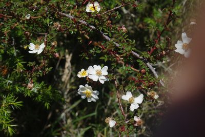 Rosa transmorrisonensis, photographed by Cheng-Te Hsu