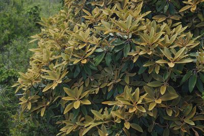 Rhododendron hyperythrum, photographed by Cheng-Te Hsu