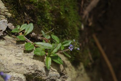 Veronica morrisonicola, photographed by Cheng-Te Hsu