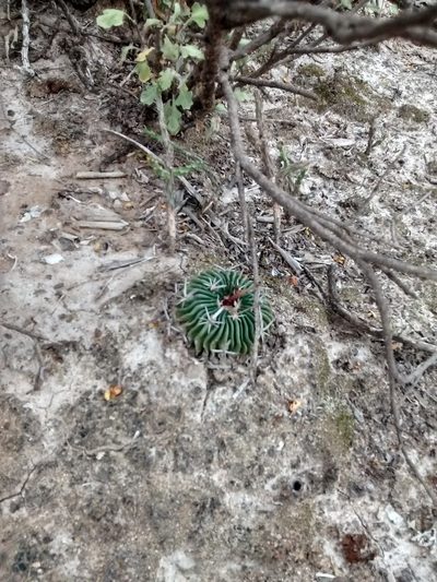 Stenocactus crispatus, photographed by Alejandro Gómez Maya
