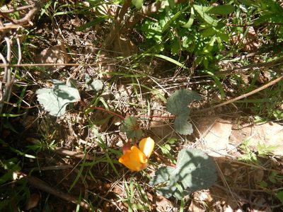 Cochlospermum malvifolium, photographed by Jonathan Rodriguez