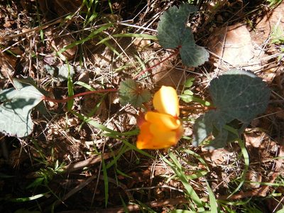 Cochlospermum malvifolium, photographed by Jonathan Rodriguez
