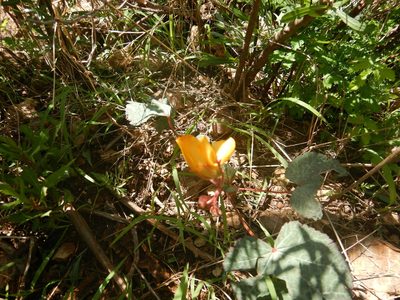 Cochlospermum malvifolium, photographed by Jonathan Rodriguez