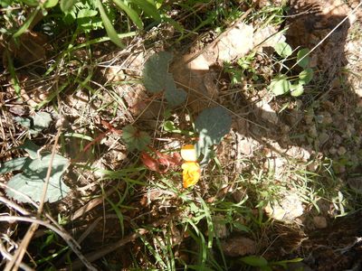 Cochlospermum malvifolium, photographed by Jonathan Rodriguez