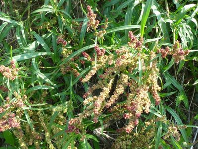 Rumex triangulivalvis, photographed by Syd Cannings