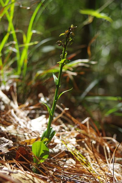 Platanthera minor, photographed by Cheng-Te Hsu
