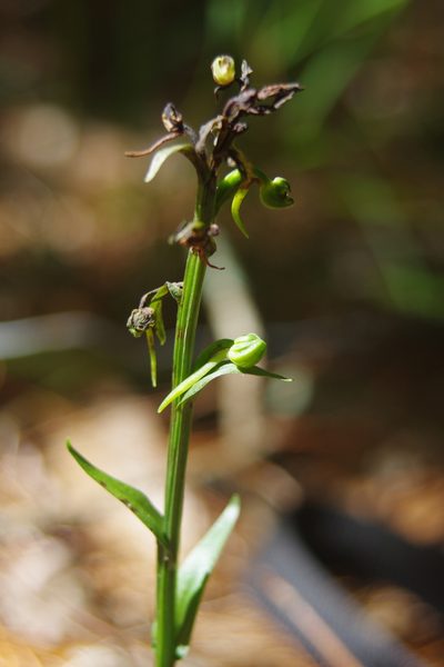 Platanthera minor, photographed by Cheng-Te Hsu