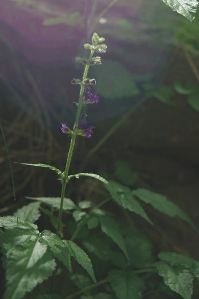 Salvia muratae, photographed by Cheng-Te Hsu