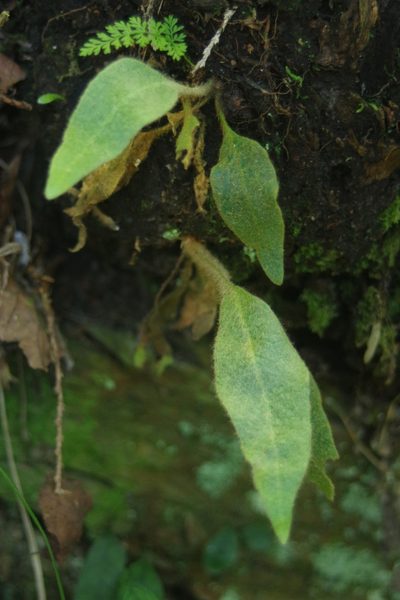 Pyrrosia sheareri, photographed by Cheng-Te Hsu