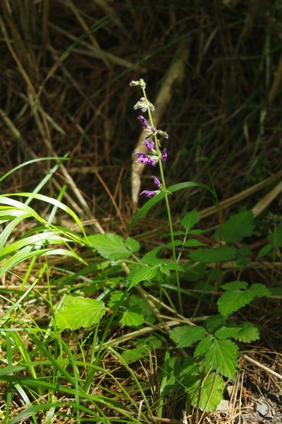 Salvia muratae, photographed by Cheng-Te Hsu