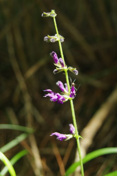 Salvia muratae, photographed by Cheng-Te Hsu