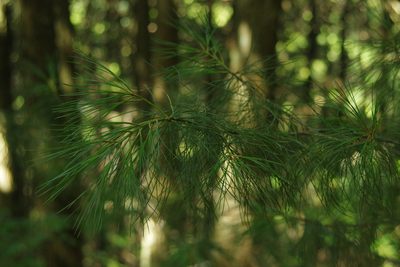 Pinus morrisonicola, photographed by Cheng-Te Hsu