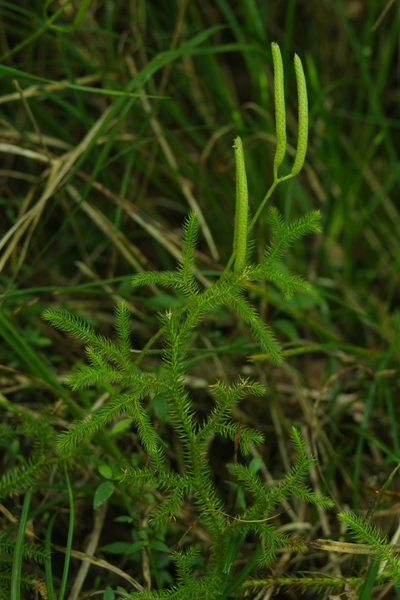 Lycopodium japonicum, photographed by Cheng-Te Hsu