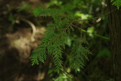 Chamaecyparis formosensis, photographed by Cheng-Te Hsu
