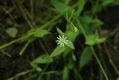 Stellaria vestita, photographed by Cheng-Te Hsu