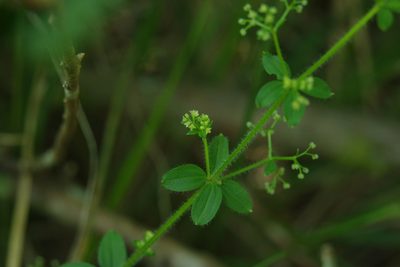 Trichogalium formosense, photographed by Cheng-Te Hsu