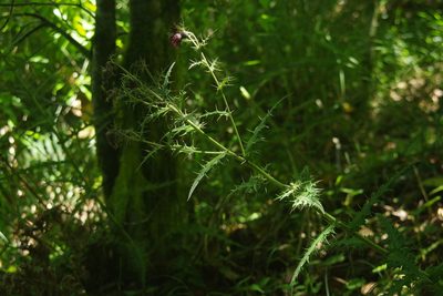 Cirsium suzukii, photographed by Cheng-Te Hsu
