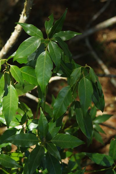 Neolitsea acuminatissima, photographed by Cheng-Te Hsu